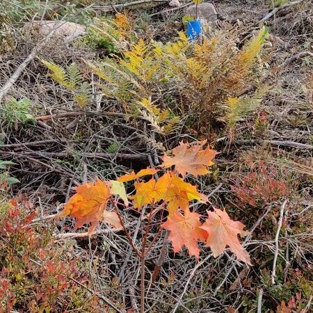 arboretum_taimet