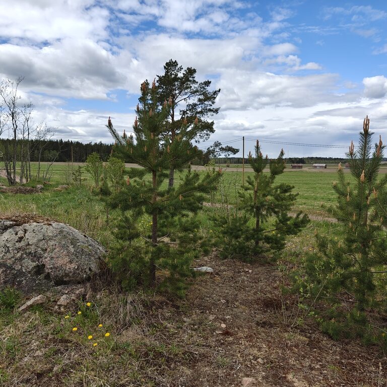 oplus_11534336