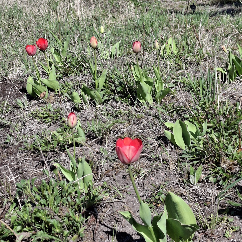 tulppaanit